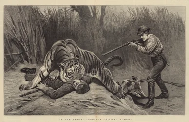 Nella Giungla del Bengala, un Momento Critico